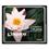 Kingston Digital 8GB CompactFlash (CF) Card